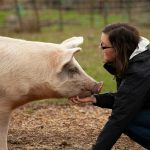Deutschland begrüßt Schweineveterinäre in herausfordernden Zeiten