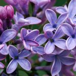 Flieder richtig schneiden, pflegen und vermehren – so gelingt der Frühlingstraum im Garten