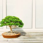 Bonsai: Die Kunst des Miniaturbaumes – Pflege, Gestaltung und aktuelle Ausstellung